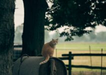 “Signs Your Pet May Be Stressed and How to Help Them Relax” “Signs Your Pet May Be Stressed and How to Help Them Relax”