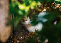 “Pet Safety Tips for Cold Weather: Keeping Your Pets Warm” “Pet Safety Tips for Cold Weather: Keeping Your Pets Warm”
