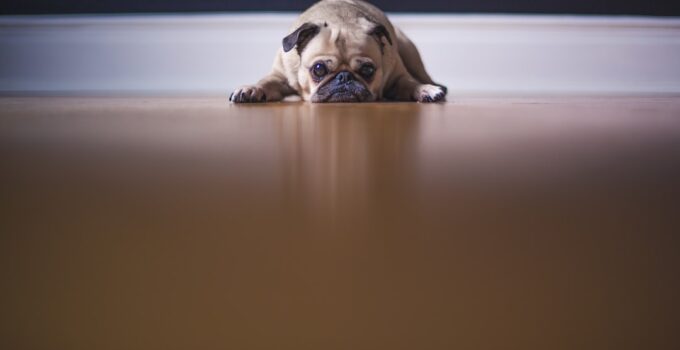 Photo Dog-friendly furniture