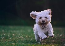 “Creating a Pet-Friendly Garden” “Creating a Pet-Friendly Garden”