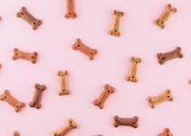 “Pet Care on a Budget: Money-Saving Tips”