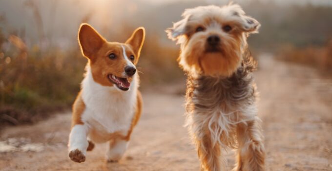 Photo Dog ramp