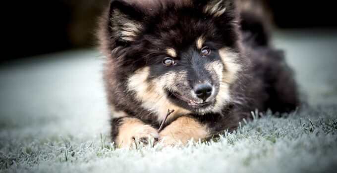 Photo Playful puppies