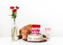 “Understanding Pet Digestive Issues”