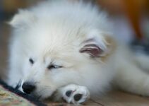 “Understanding Your Pet’s Sleep Patterns”
