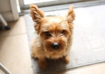 “Summer Heat Safety for Pets”