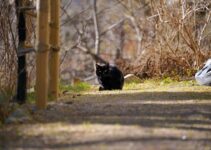 “Tornado Season and Pets: Keeping Your Animals Safe During Storms” “Tornado Season and Pets: Keeping Your Animals Safe During Storms”