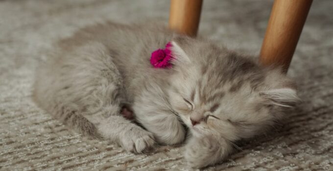 Photo Pet and baby
