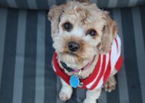 “Cold Weather Pet Care Essentials” “Cold Weather Pet Care Essentials”