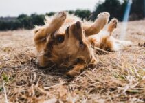 “Understanding Pet Skin Conditions” “Understanding Pet Skin Conditions”