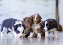 “Exercise Needs for Different Dog Breeds” “Exercise Needs for Different Dog Breeds”