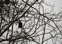“The Surprising Diversity of Bats in Carlsbad Caverns National Park” “The Surprising Diversity of Bats in Carlsbad Caverns National Park”