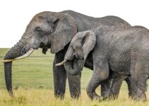 “Photographing Wildlife in National Parks: Ethical Practices and Best Locations”