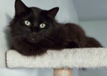 “Cat Enrichment Ideas for Indoor Cats” “Cat Enrichment Ideas for Indoor Cats”