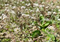 “Natural Flea Prevention Methods That Work” “Natural Flea Prevention Methods That Work”