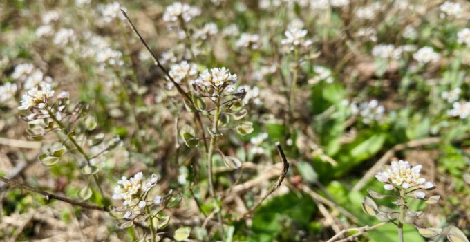 Photo Herbal flea collar