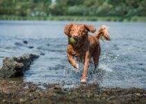 “Socialization Tips for Puppies and Kittens”