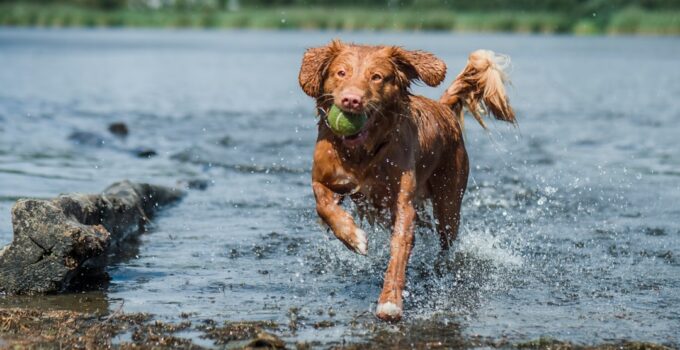 Photo Puppy playtime