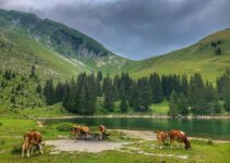 “Spotting Dall Sheep in Denali National Park: White Dots on Mountain Slopes” “Spotting Dall Sheep in Denali National Park: White Dots on Mountain Slopes”
