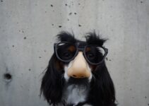 “The Most Unusual Tax Deductions Ever Approved by the IRS”