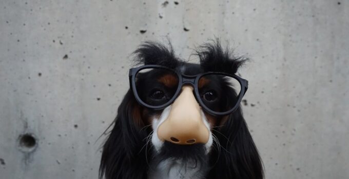 Photo Pet costumes