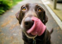 “Pet Dental Emergency Guide”