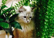 “Pet-Safe Houseplant Guide”