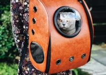 “Pet Travel Carrier Selection”