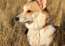 “Understanding Pet Parasites”