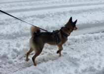 “Pet-Safe Snow Removal”