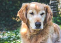 “Pet End-of-Life Care Guide” “Pet End-of-Life Care Guide”