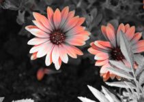 “AI Image Colorization Tools Compared: Which One Creates the Most Natural Results?”