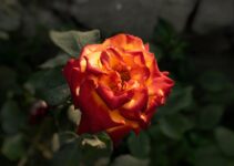 “How Photographers Are Using AI Enhancement to Rescue Underexposed Images”