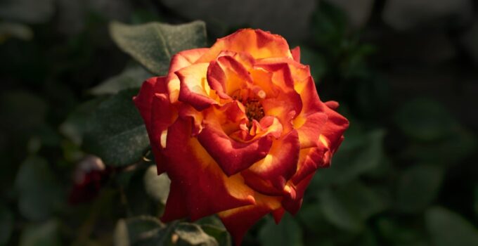 Photo "How Photographers Are Using AI Enhancement to Rescue Underexposed Images"