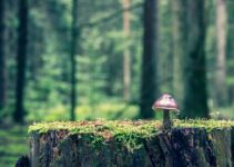 “Photoshop Tricks for Quick Edits”