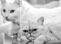 “Behind the Algorithms: How Different AI Image Enhancers Process Your Photos”