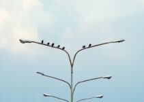 How to Build a Support Network for Personal and Professional Growth