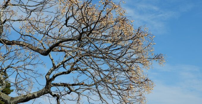 Photo Decision Tree