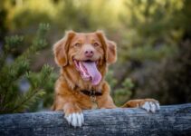 Dog Joint Health: Supplements and Exercise Guidelines