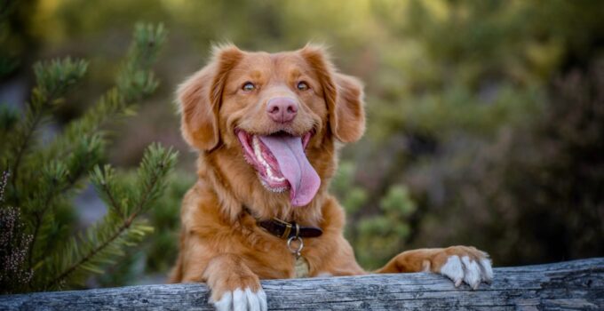 Photo Dog Joint Health