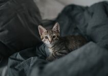 How to Introduce a New Pet to Your Existing Animals