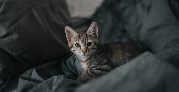 Photo Introduce a New Pet
