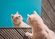 Understanding Cat Communication: Meowing and Vocalizations