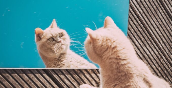 Photo Cat Communication