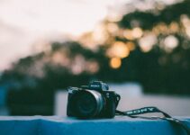 Pet Photography Tips: Capturing Perfect Moments