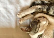 Cat Scratching Solutions: Protecting Your Furniture Cat Scratching Solutions: Protecting Your Furniture