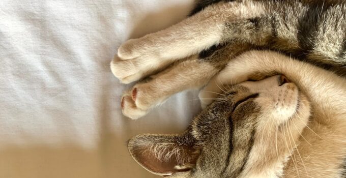 Photo Cat Scratching Solutions