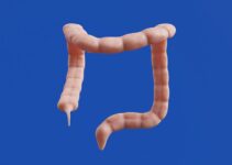 Dog Digestive Health: Probiotics and Dietary Fiber