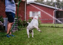 Dog Training Basics: House Breaking in 7 Days