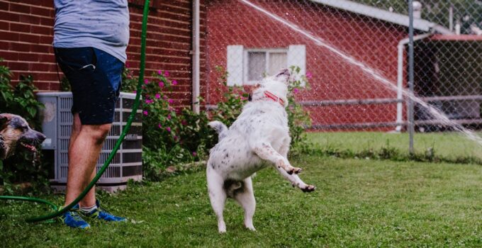 Photo Dog Training Basics